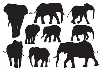 Elephant animal vector. Big animal in wildlife. Protected rare animals
