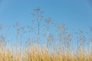 Fototapeta premium Seed Heads and Grasses in the late fall sun