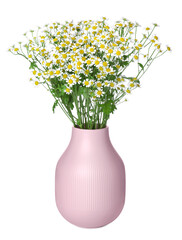 Pink vase with beautiful chamomile flowers isolated on white