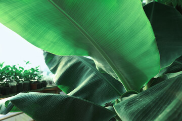 Banana tree with green leaves growing outdoors, closeup