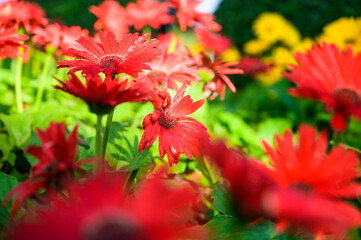 Red gerbera flower in the garden
