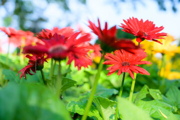 Red gerbera flower in the garden
