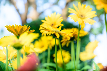 Yellow gerbera flowers in the garden