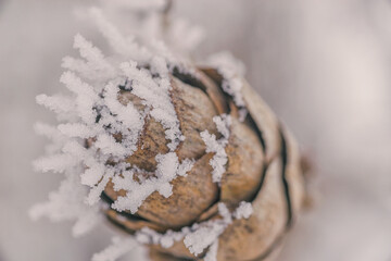 Hoar frost covering a pine cone