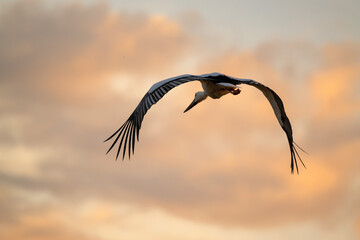 朝焼けの空を背景に飛ぶコウノトリ