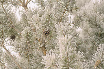 Macro of hoar frost covering pine needles