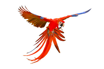 Scarlet macaw parrot flying isolated on transparent background png file © Passakorn
