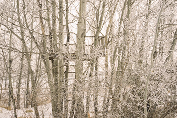 Tree House Hidden among Hoar Frost covered trees