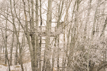 Tree House Hidden among Hoar Frost covered trees
