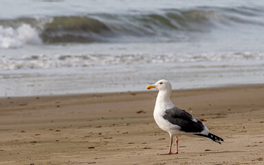 A seagull is standing in front of ocean waves 