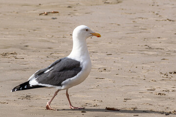 A close portrait of seagull standing on sand beach