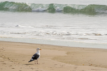 A seagull is standing in front of ocean waves 