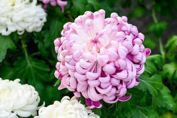 Fototapeta premium Closeup of light purple flower blooming on a Chrysanthemum Disbud plant 
