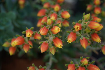 Woolly Rose Flowers
Succulent Flowers
Flowering Succulents