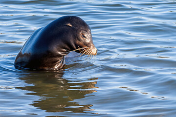 Close up portrait of a sea lion enjoying a sunny day