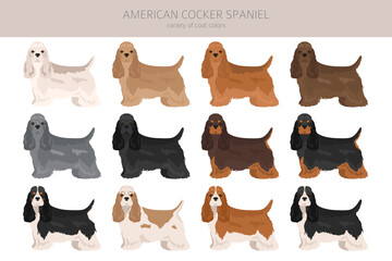 American cocker spaniel all coat colors clipart. All dog breeds infographic