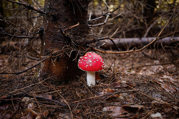 poisonous mushroom amanita muscaria in the forest
