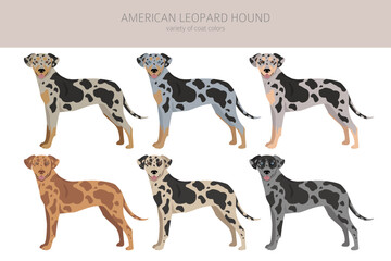 American leopard hound all coat colors clipart. All dog breeds infographic