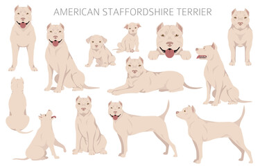 American staffordshire terrier clipart. Coat colors set.  All dog breeds characteristics infographic - obrazy, fototapety, plakaty