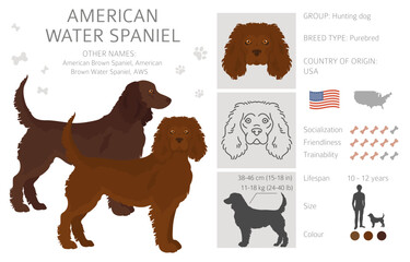 Fototapeta premium American water spaniel all colours clipart. Different coat colors and poses set