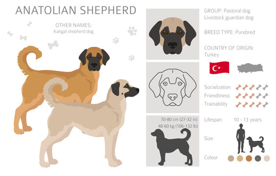 Anatolian shepherd all colours clipart. Different coat colors and poses se