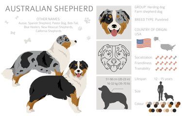 Australian shepherd clipart. Coat colors Aussie set. All dog breeds characteristics infographic