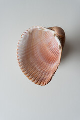 interior of shell isolated on paper (macro lens, particular focus)