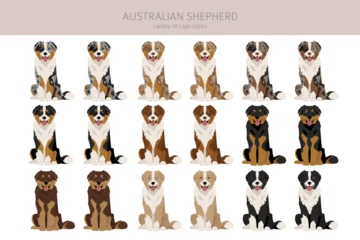 Fotobehang Australian shepherd clipart. Coat colors Aussie set.  All dog breeds characteristics infographic © a7880ss