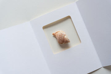 small spiral shell and paper card frame