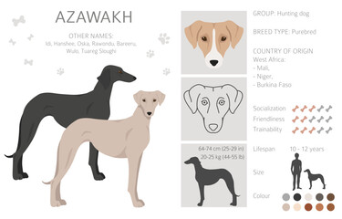 Azawakh all colours clipart. Different coat colors and poses set