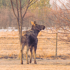 Young male moose eating buds from tree
