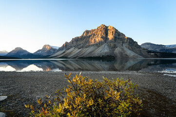 Bow Lake Reflections with Yellow bush Foreground