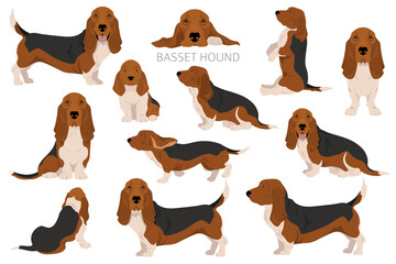Basset Hound dog clipart. All coat colors set.  Different position. All dog breeds characteristics infographic