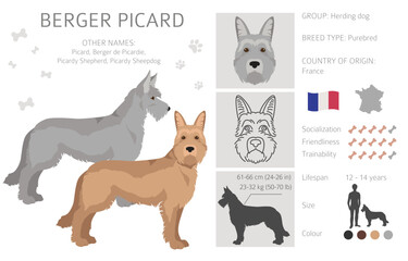 Berger picard clipart. Different coat colors and poses set