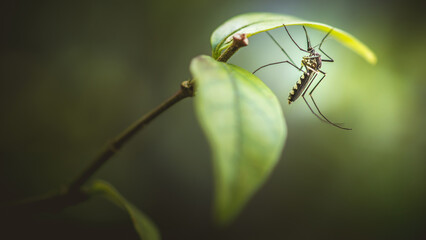 Close up a mosquito hides under green leaf, nature blurred background, macro photos, selective focus, insect Thailand. - obrazy, fototapety, plakaty