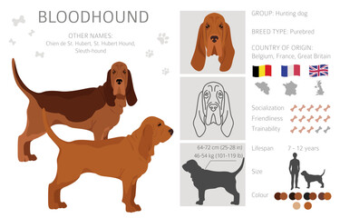 Bloodhound dog  clipart. All coat colors set.  Different position. All dog breeds characteristics infographic - obrazy, fototapety, plakaty