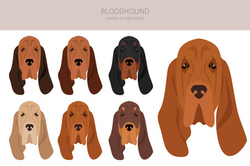 Bloodhound dog  clipart. All coat colors set.  Different position. All dog breeds characteristics infographic - obrazy, fototapety, plakaty