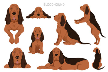 Bloodhound dog  clipart. All coat colors set.  Different position. All dog breeds characteristics infographic. Vector illustration - obrazy, fototapety, plakaty