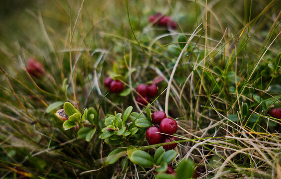 Red berries of wild cranberries. lingonberries on a green bush for good vision