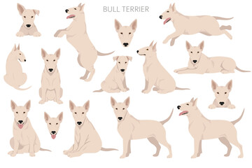 Bull terrier clipart. All coat colors set.  Different position. All dog breeds characteristics infographic