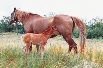Obraz na płótnie Canvas Domestic animals mother and child . Horses mother and baby 