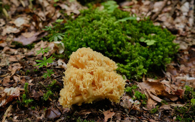 Ramaria flava mushroom in the forest 
Yellow coral mushroom