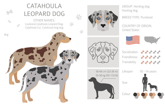 Catahoula Leopard Dog