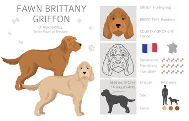 Fawn Brittany Griffon clipart. Different coat colors set