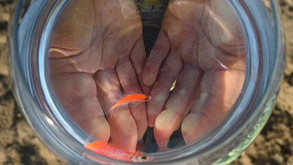 Top view of a round aquarium with a goldfish in female hands. 