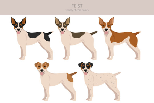 Feist dog clipart. Different coat colors set