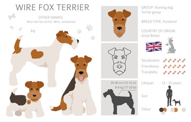 Wire fox terrier clipart. Different poses, coat colors set - obrazy, fototapety, plakaty