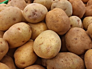 Fresh potato harvest