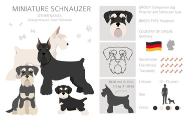 Miniature schnauzer dogs in different poses and coat colors. Adult and puppy set