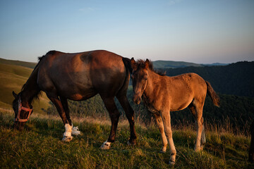 Fototapeta na wymiar Horses graze on the meadow during sunset in romanian mountains